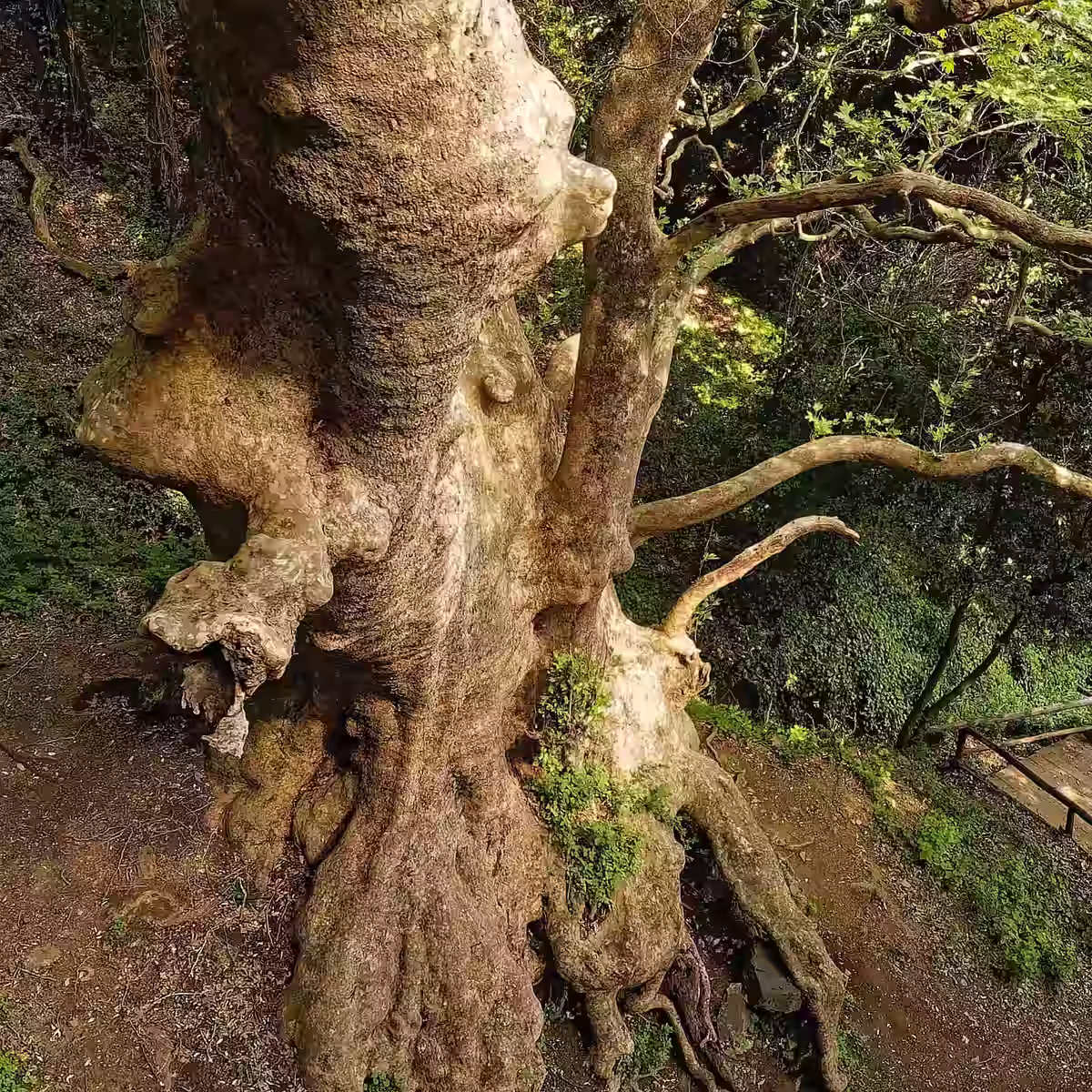 Il Platano Gigante